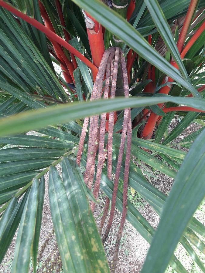 Cyrtostachys renda flower