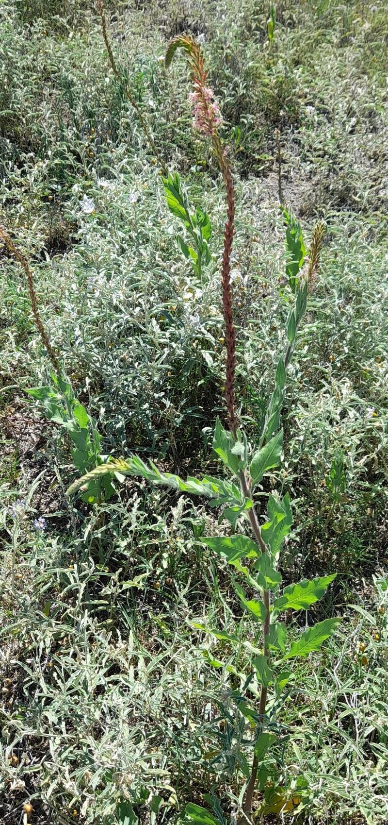 Oenothera curtiflora habit