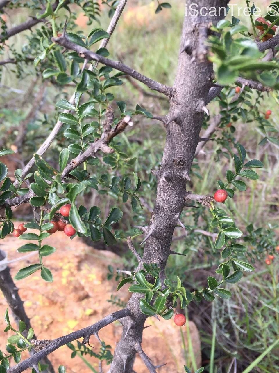 Zanthoxylum capense leaf