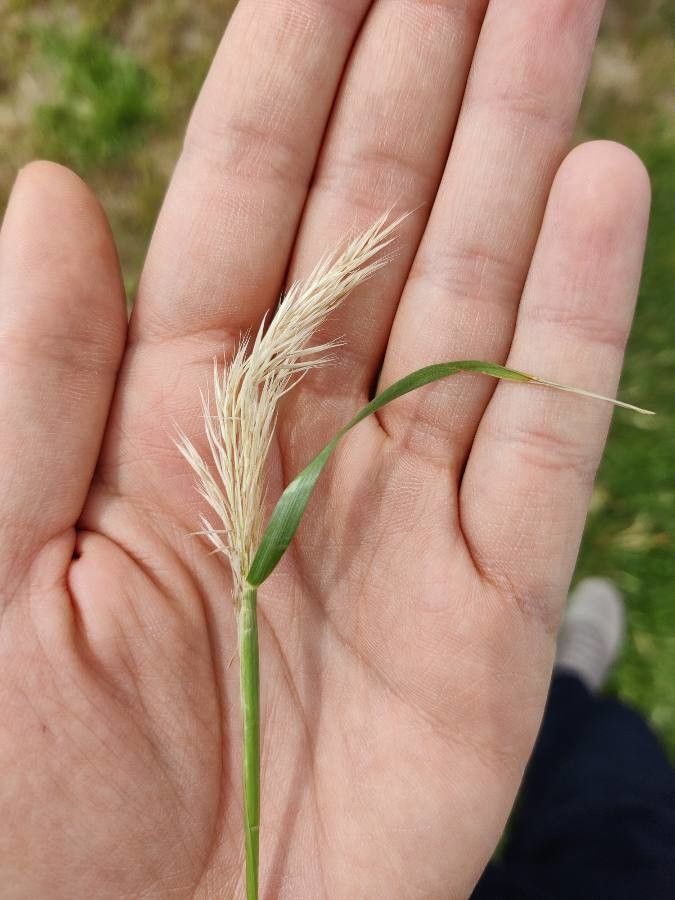 Harpachne schimperi flower