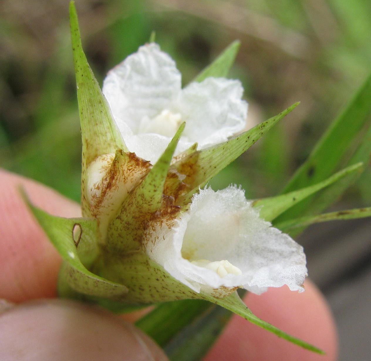 Elleanthus caricoides — related species from the same genus