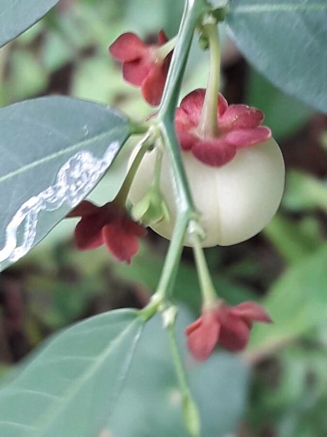 Sauropus androgynus fruit