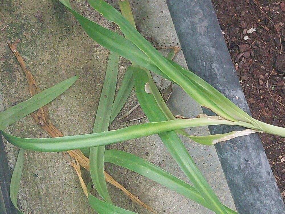 Ismene longipetala — related species from the same genus