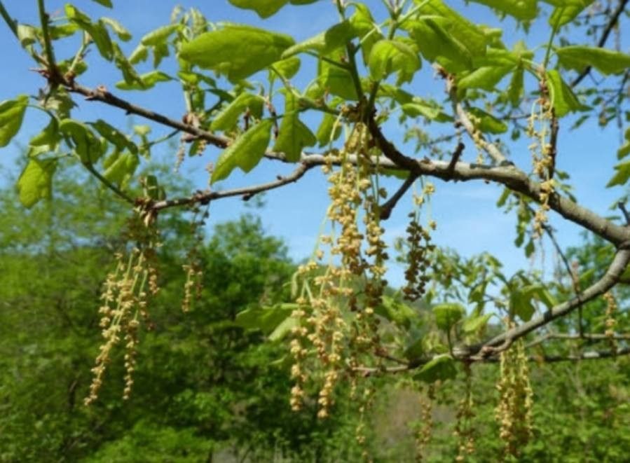 Quercus arkansana flower