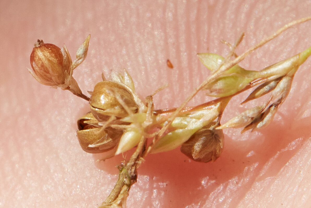 Juncus usitatus fruit