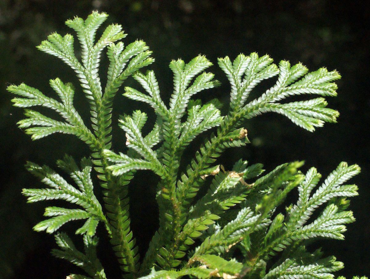 Selaginella distachya habit