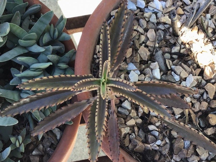 Kalanchoe serrata