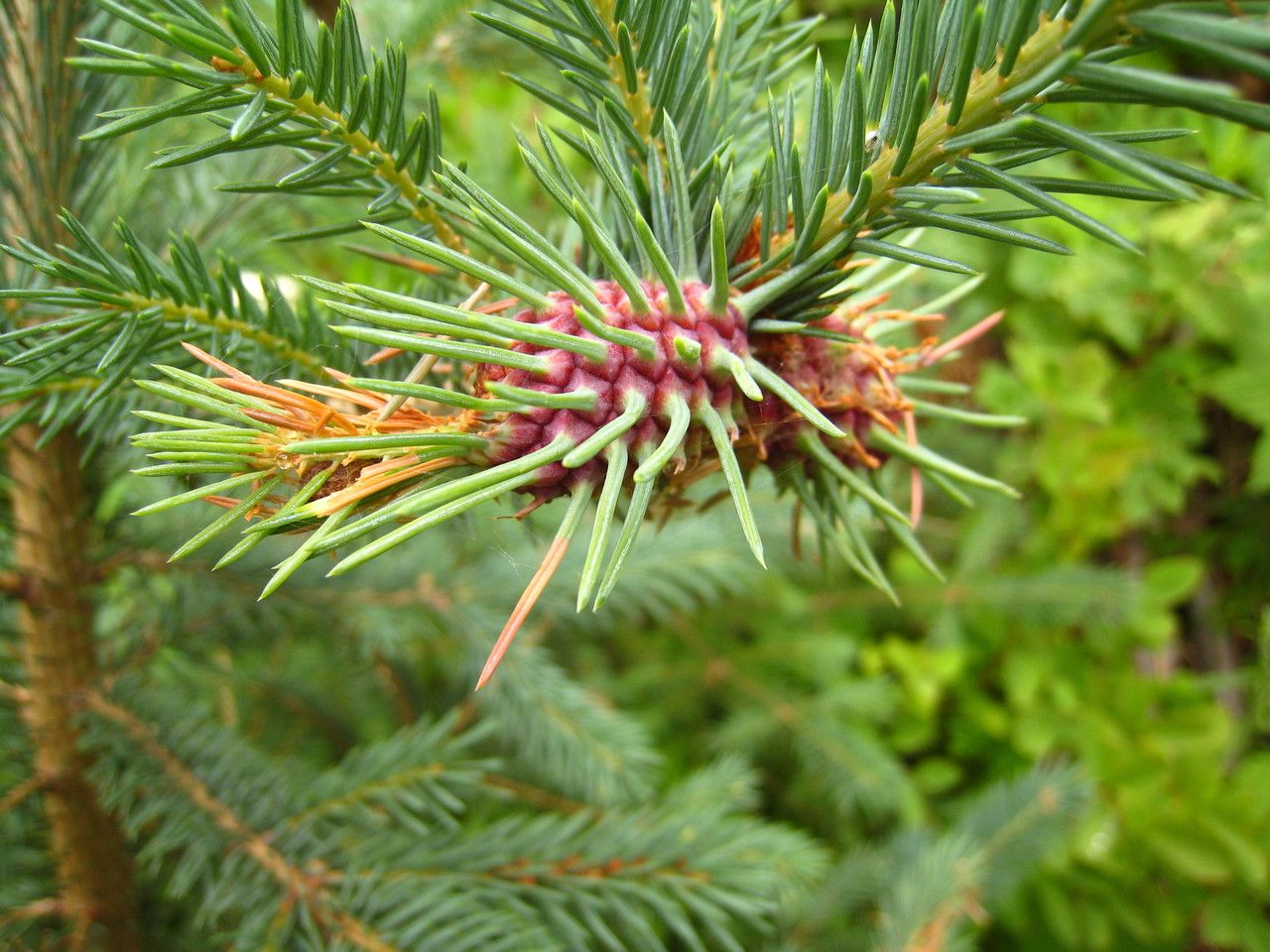 Picea engelmannii fruit