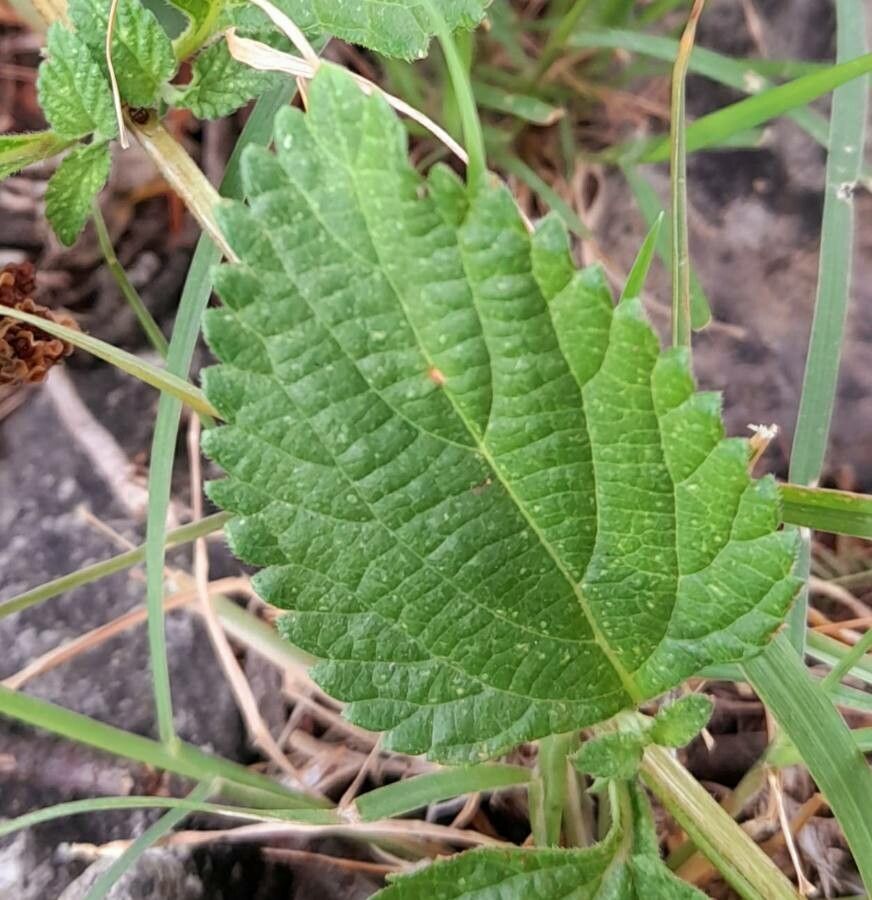 Lantana grisebachii — houseplant care guide