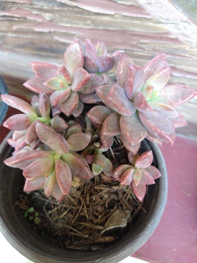 Sedum mendozae fruit