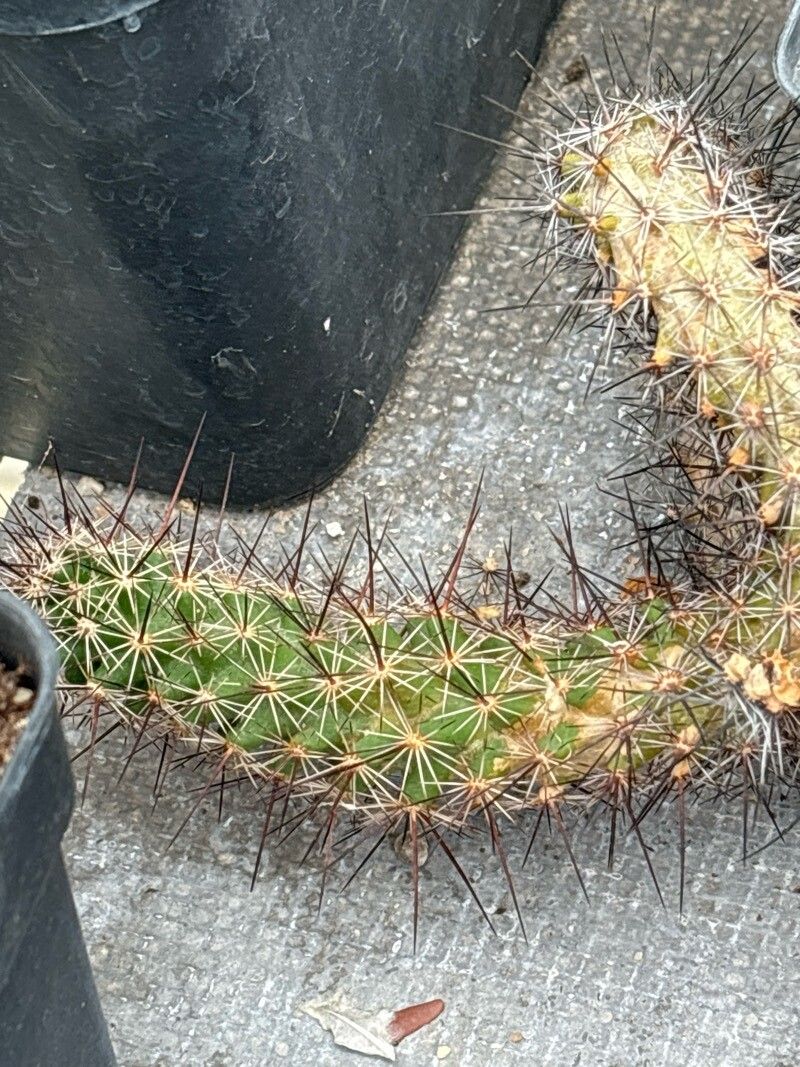 Coryphantha pulleineana leaf