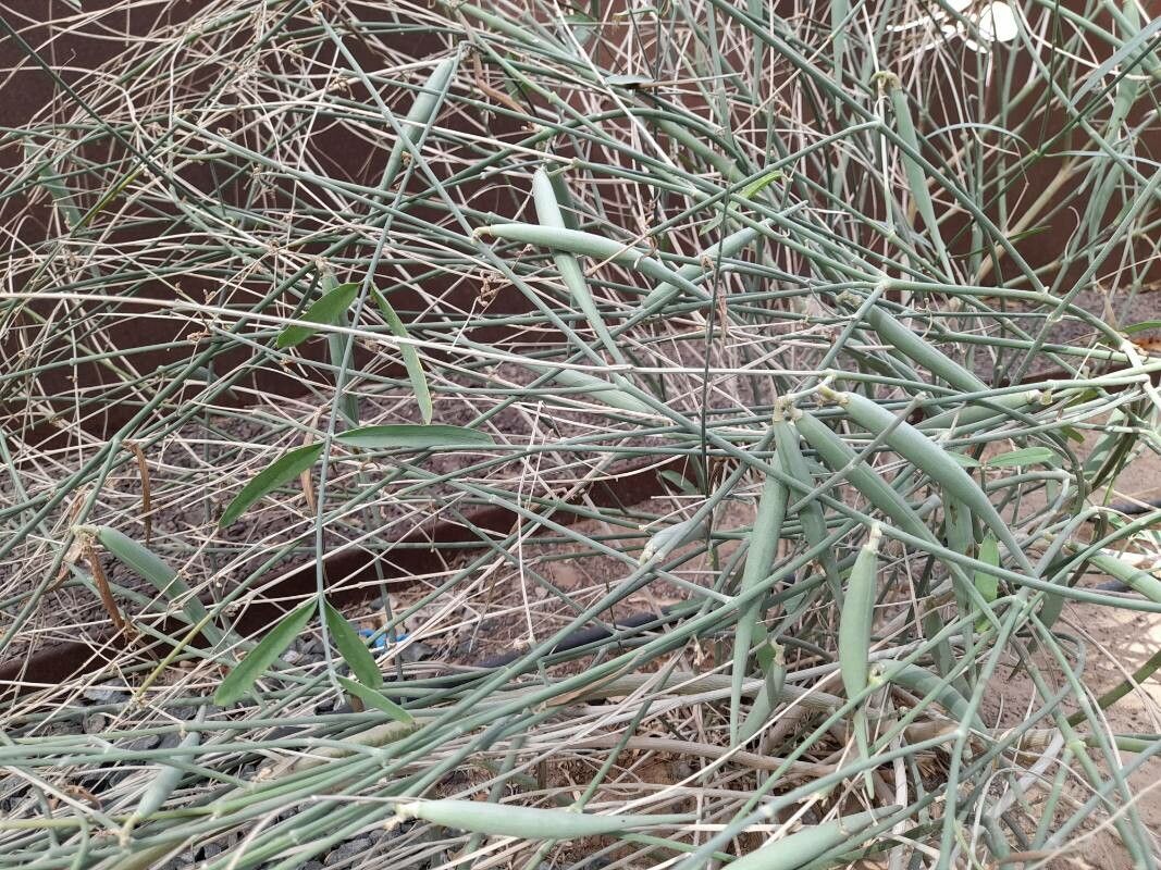 Asclepias subulata fruit