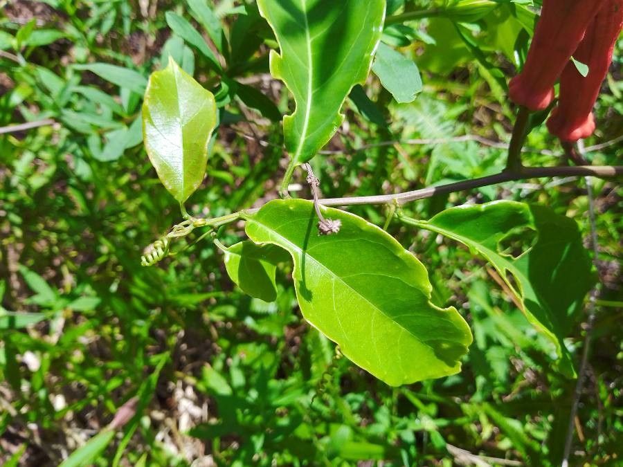 Passiflora glandulosa — search result for 'Suriname'