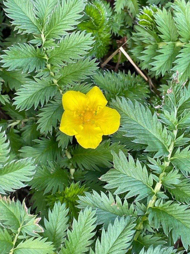 Argentina anserina flower