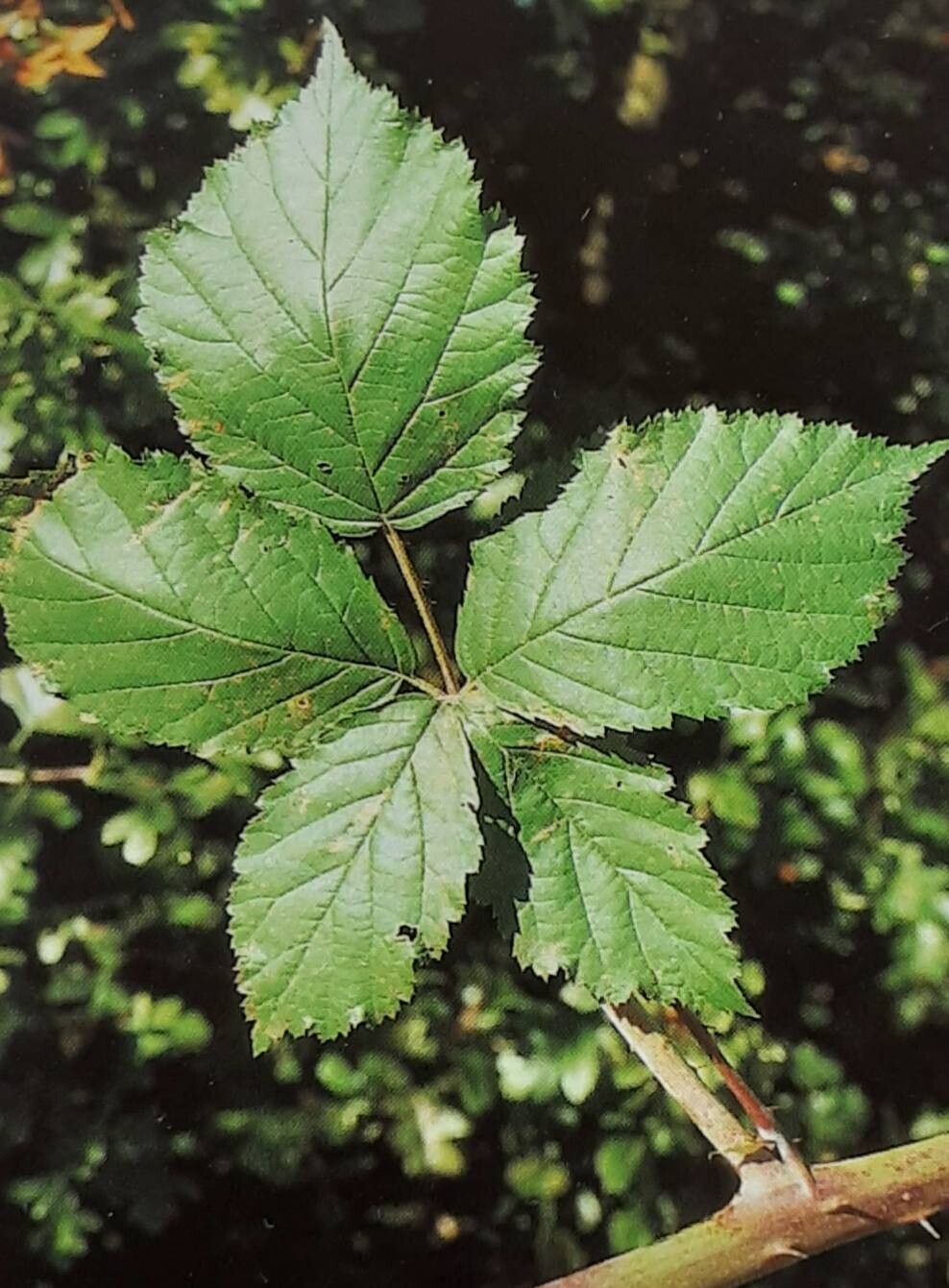 Rubus holandrei — houseplant care guide
