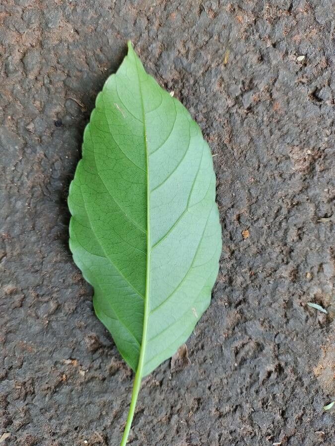 Elaeocarpus serratus leaf