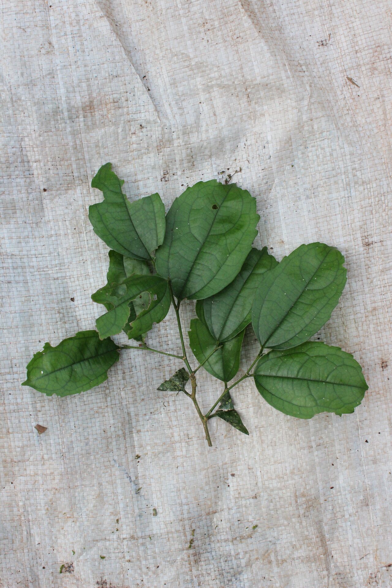 Celtis mauritiana — houseplant care guide