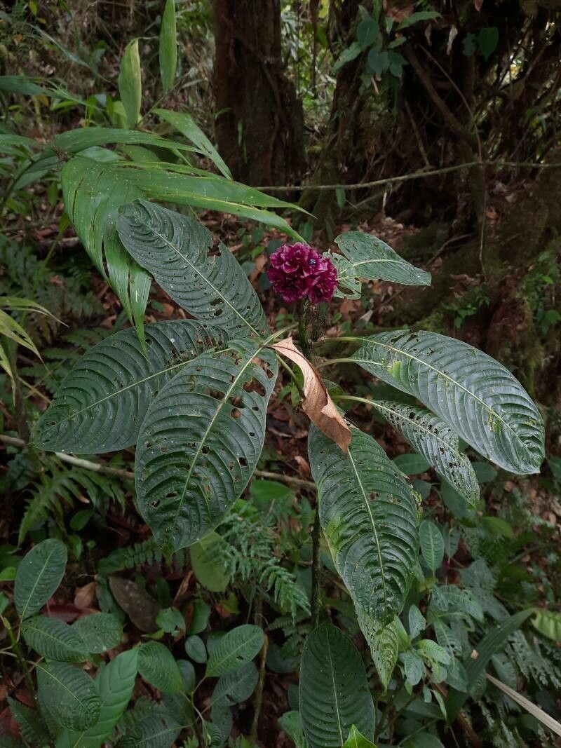 Psychotria guapilensis habit