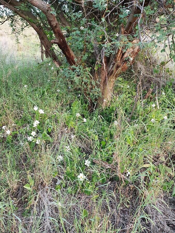 Barleria robertsoniae habit