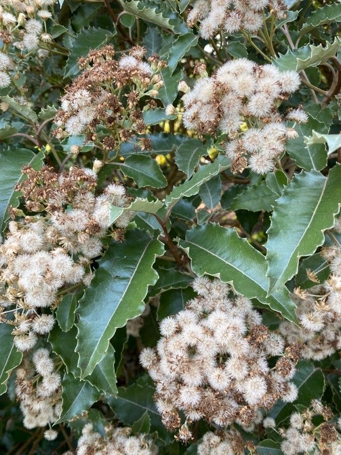 Olearia macrodonta fruit