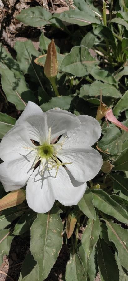 Oenothera cespitosa flower