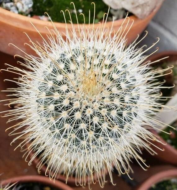 Mammillaria magnifica — search result for 'Mammillaria'