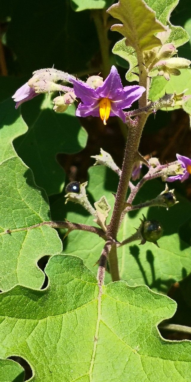 Solanum violaceum flower