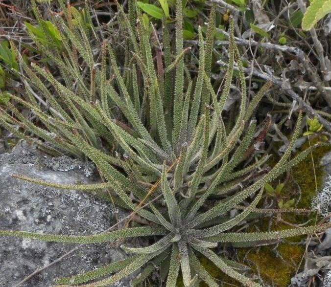 Aloe delicatifolia — houseplant care guide