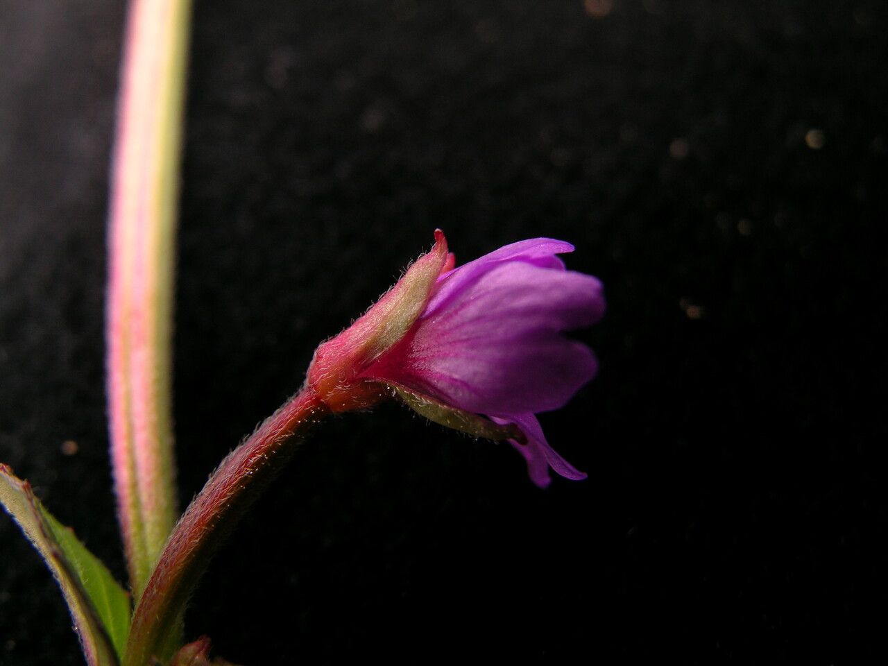 Epilobium cylindricum other