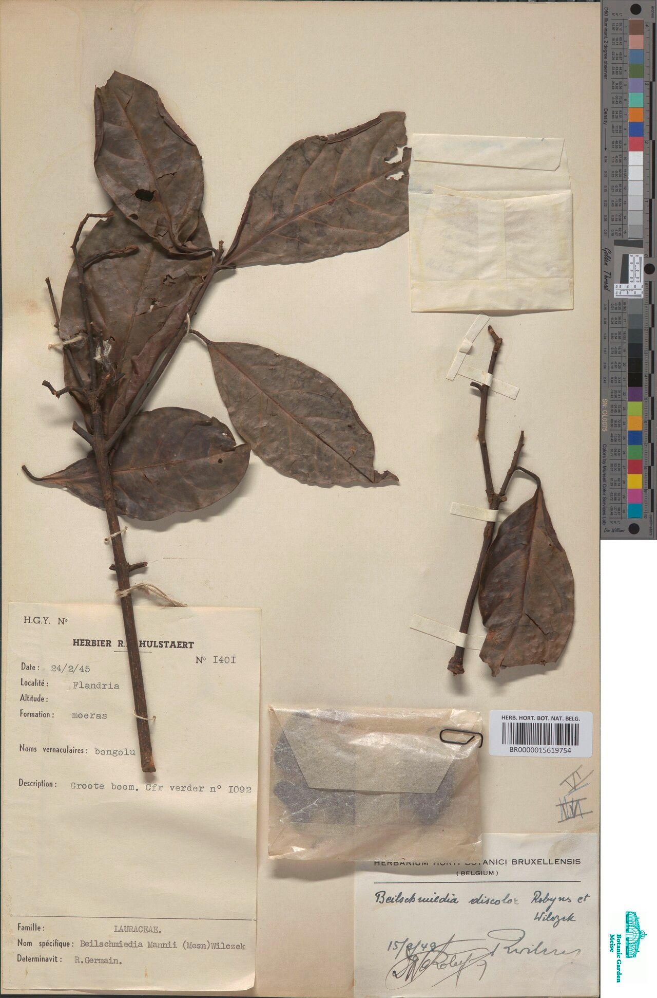 Beilschmiedia versicolor — houseplant care guide