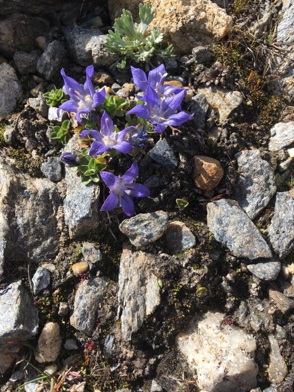 Campanula cenisia flower