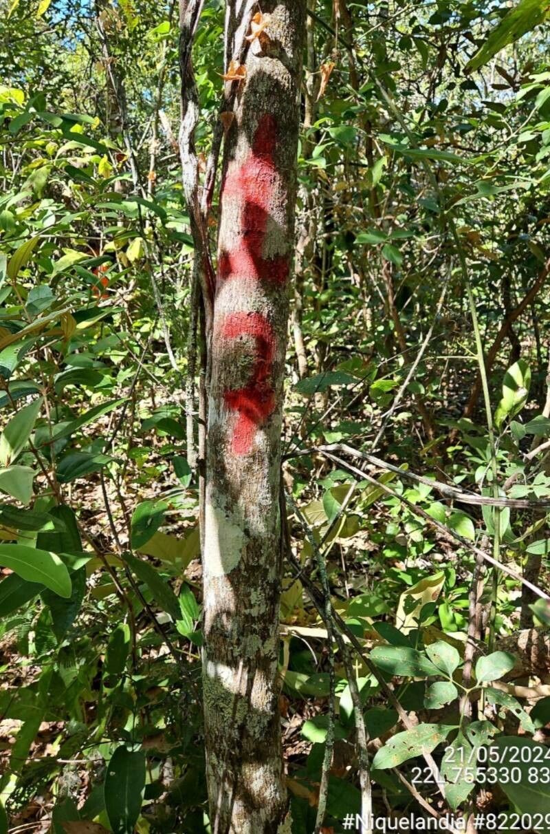Cardiopetalum calophyllum bark