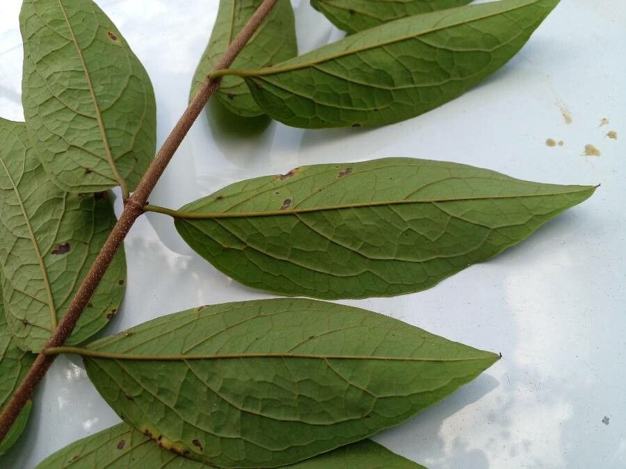 Heteropterys panamensis — houseplant care guide