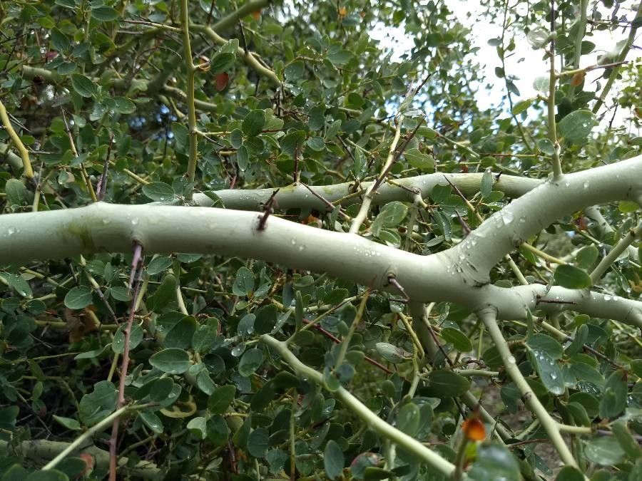 Ceanothus integerrimus bark