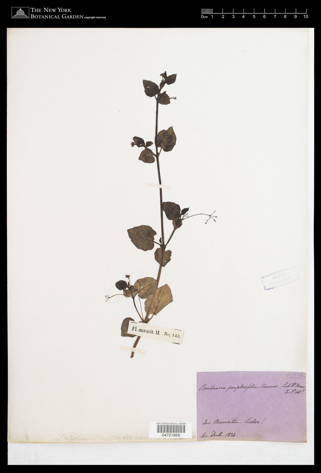 Boerhavia periplocifolia — search result for 'Boerhavia'