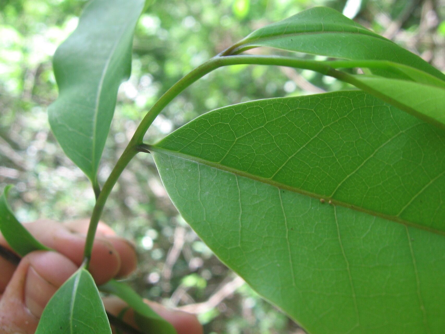 Monodora carolinae — related species from the same genus