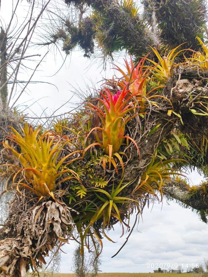 Tillandsia brachycaulos flower