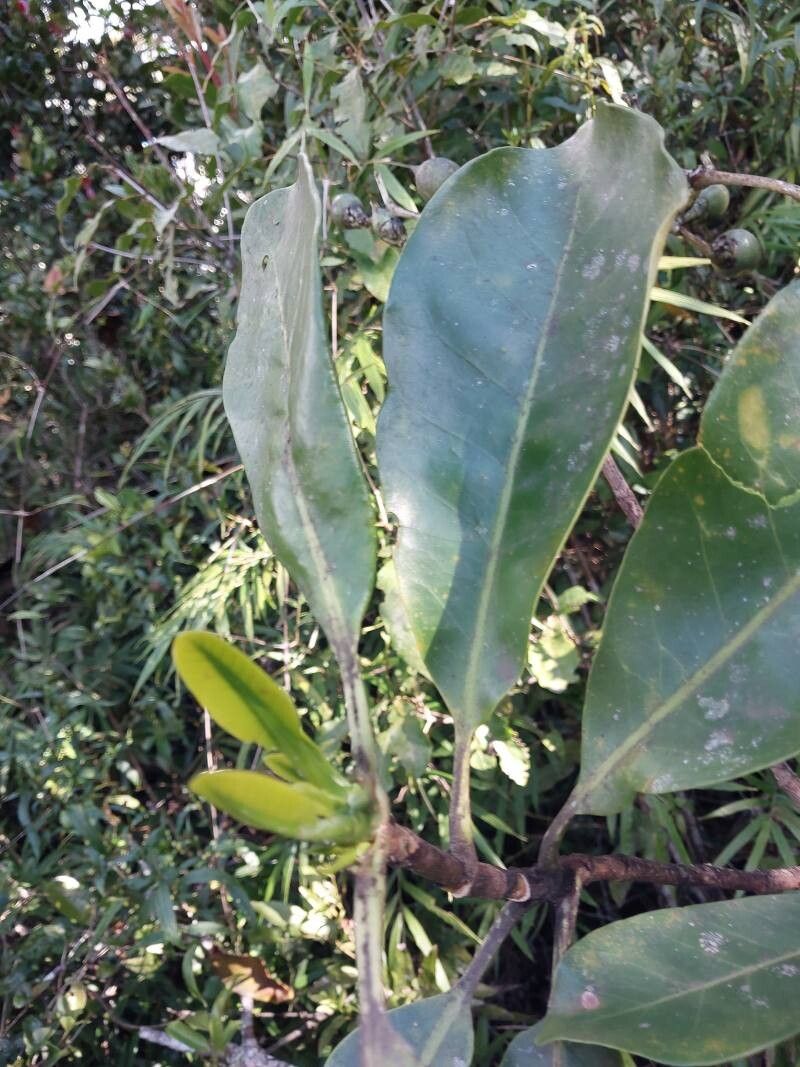 Anthocleista madagascariensis — houseplant care guide