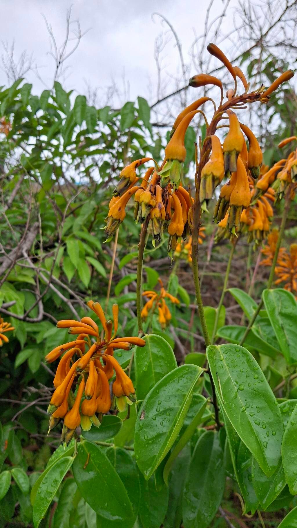 Griffonia physocarpa — related species from the same genus