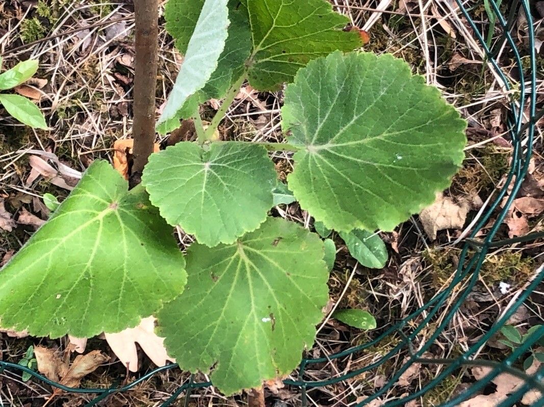 Greyia radlkoferi — related species from the same genus