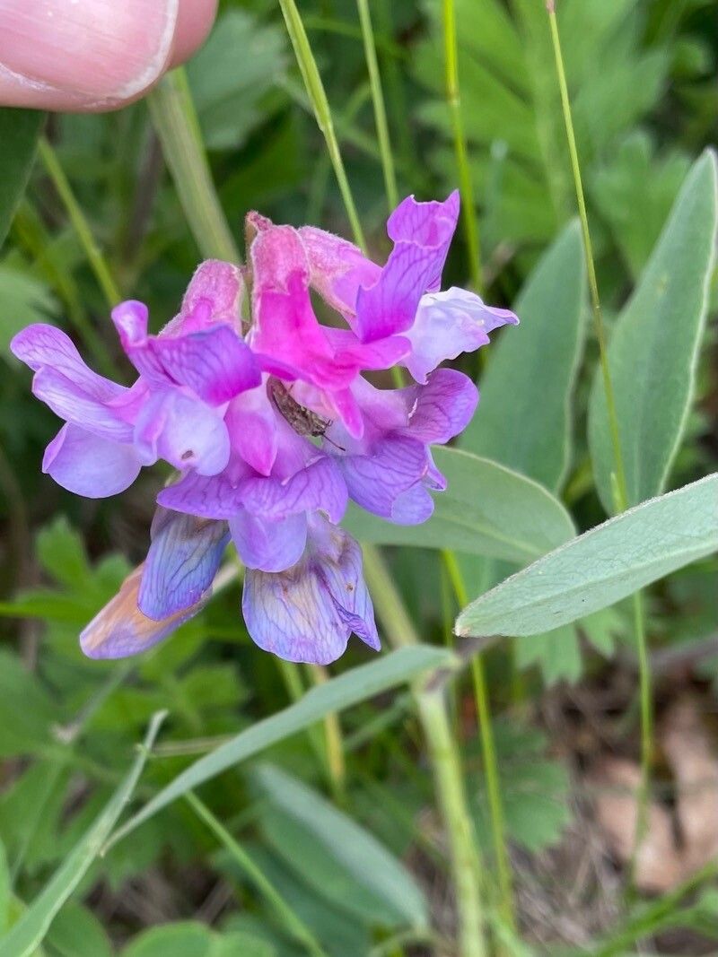 Lathyrus venosus flower
