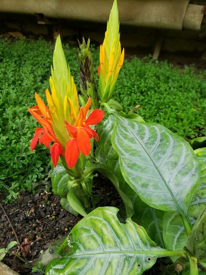 Aphelandra aurantiaca habit