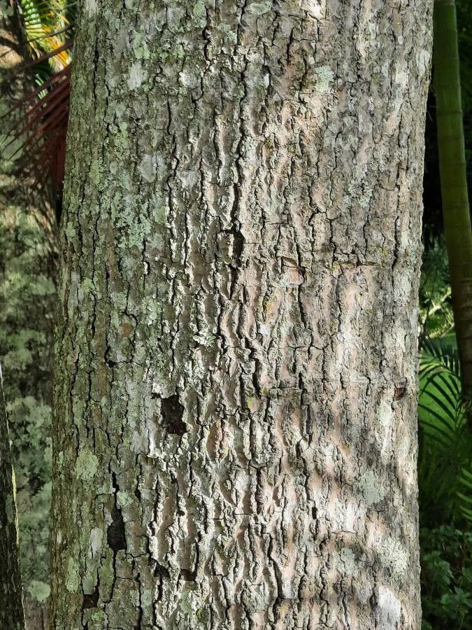 Persea caerulea bark