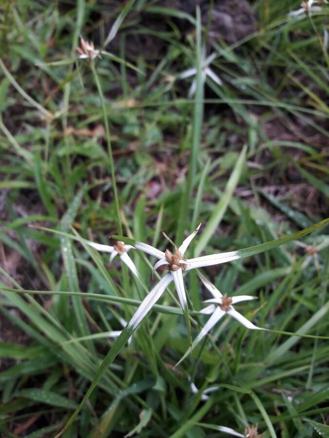 Rhynchospora nervosa fruit