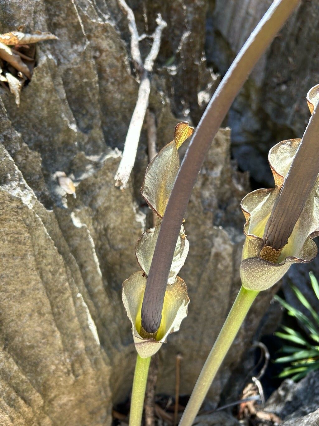 Amorphophallus andranogidroensis — related species from the same genus