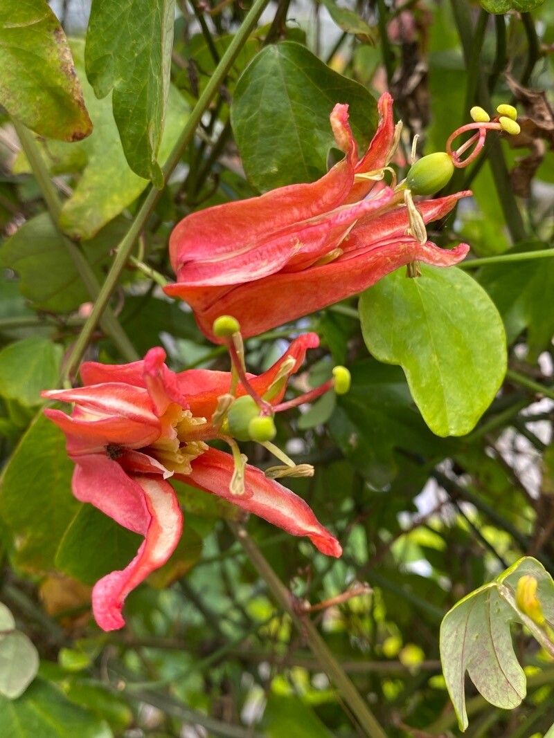 Passiflora aurantia flower