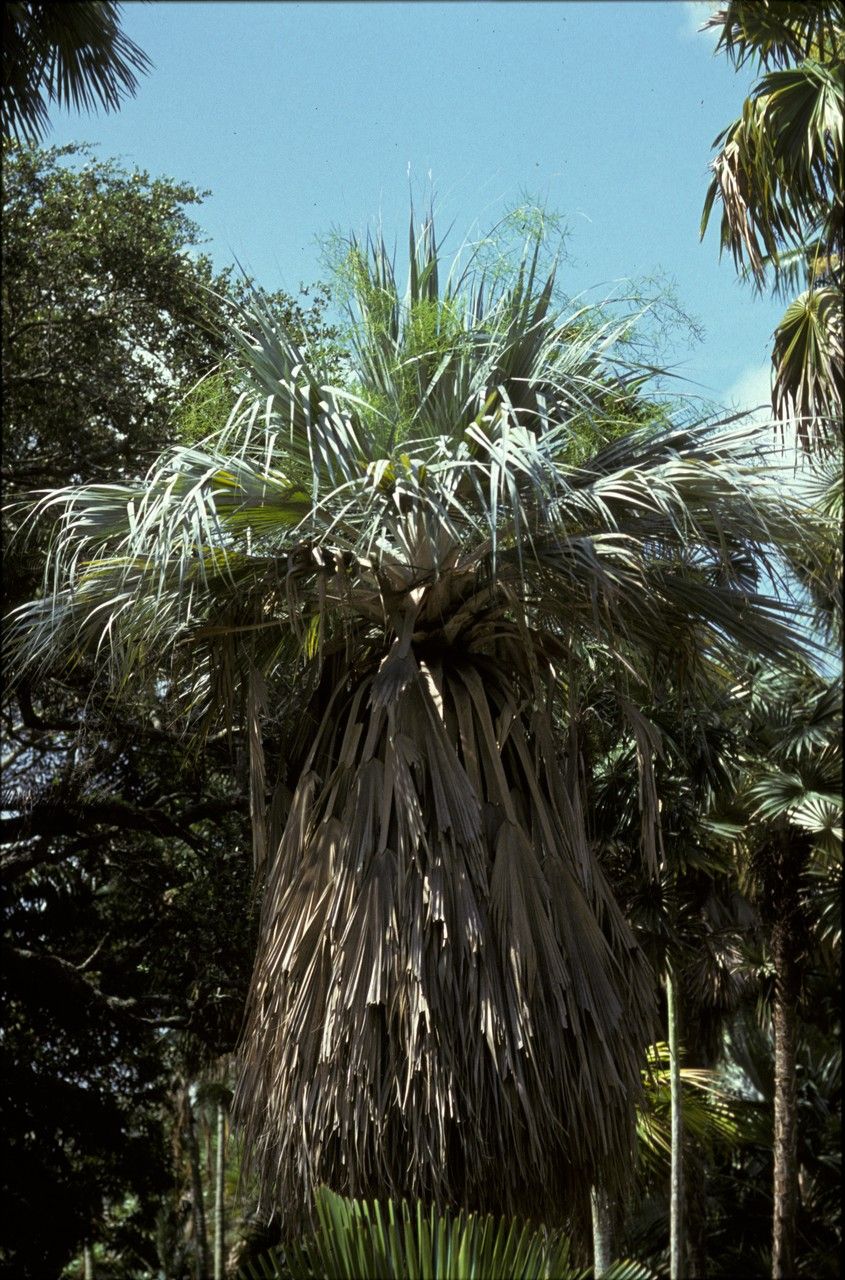 Copernicia ekmanii — search result for 'Haiti'