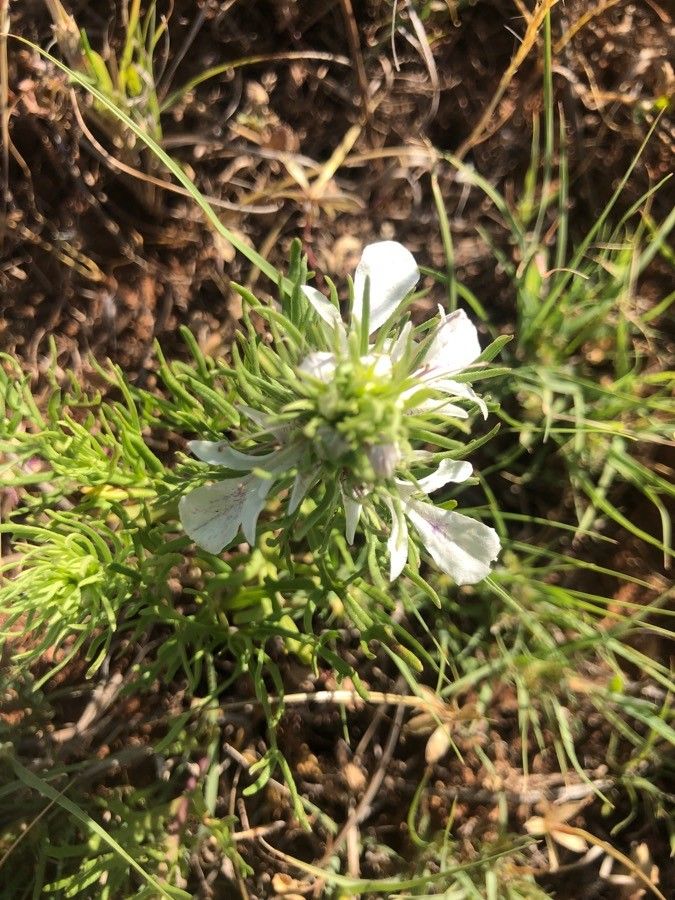 Teucrium laciniatum flower