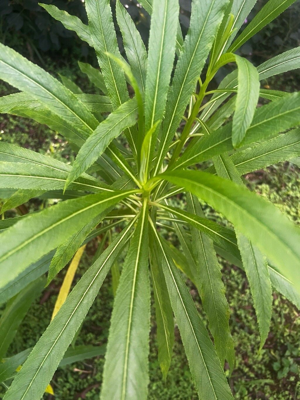 Lobelia barnsii leaf