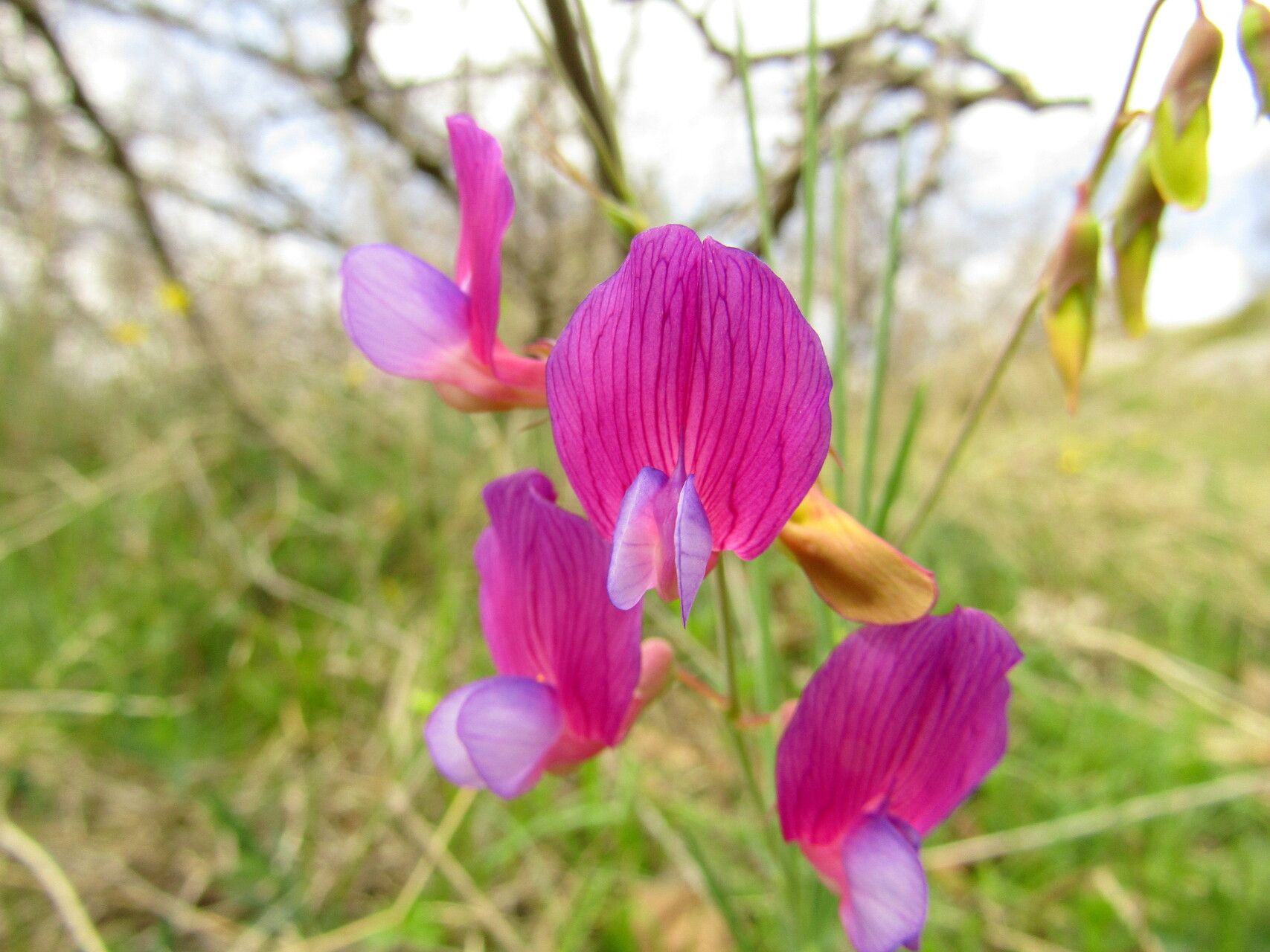 Lathyrus digitatus flower